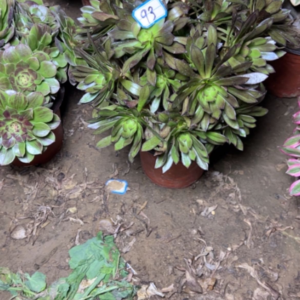 【闪购商品】君****?多肉植物灰法师93