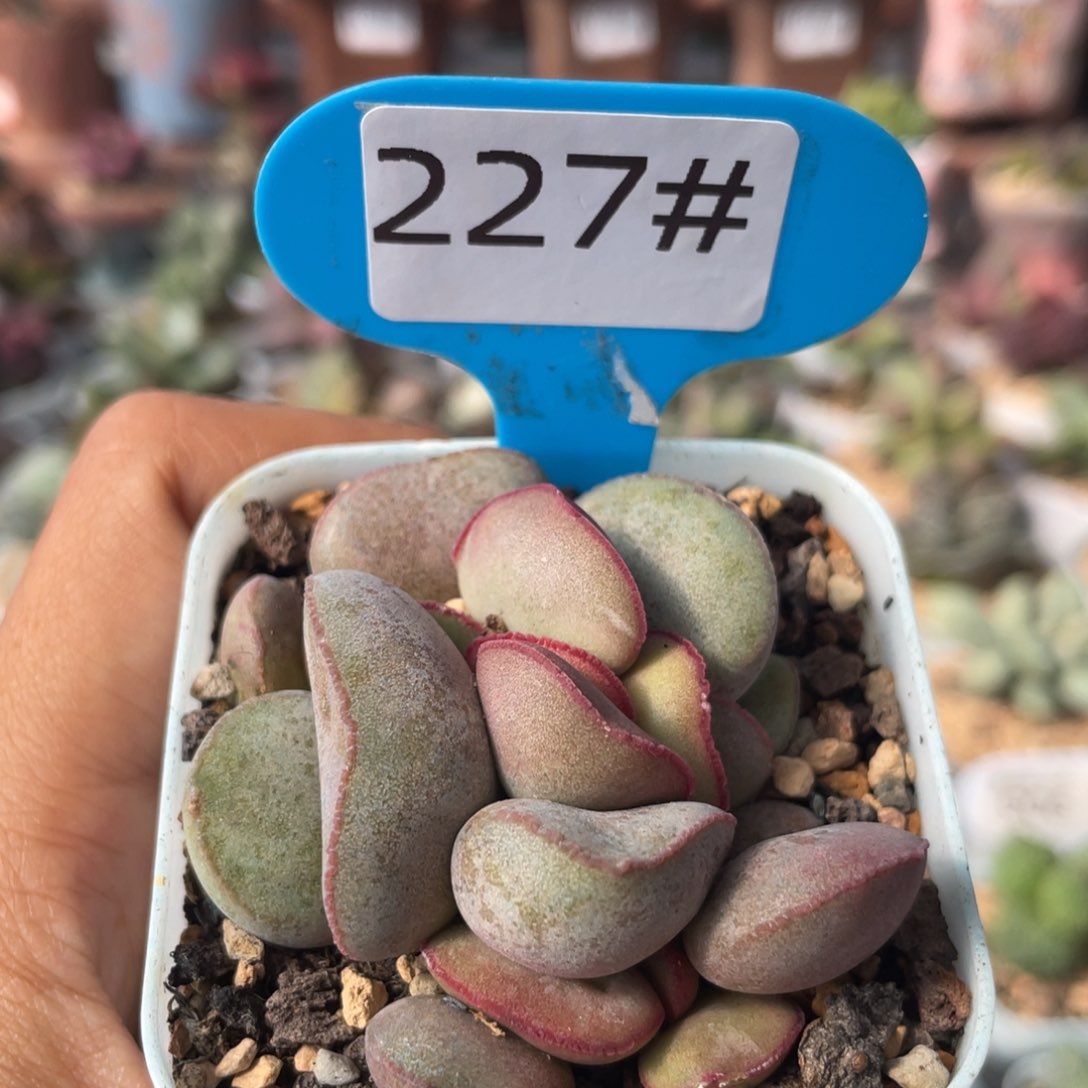 白肌红蛋。 227。