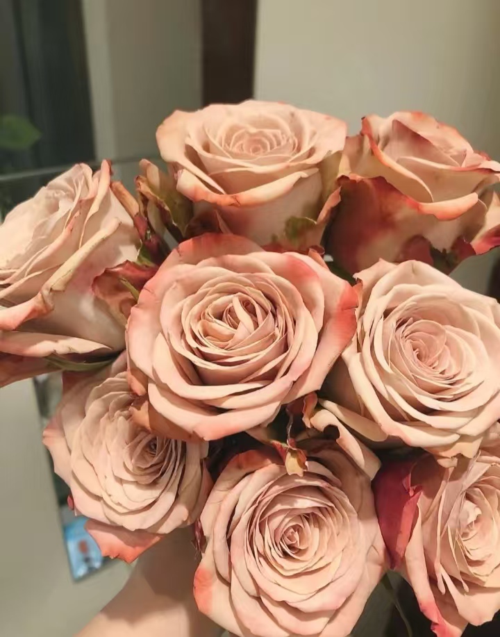 豆豆【卡布玫瑰】家庭同地址两单顺丰或京东包邮送货上门