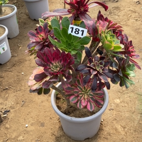 181嫁接多品种多肉法师