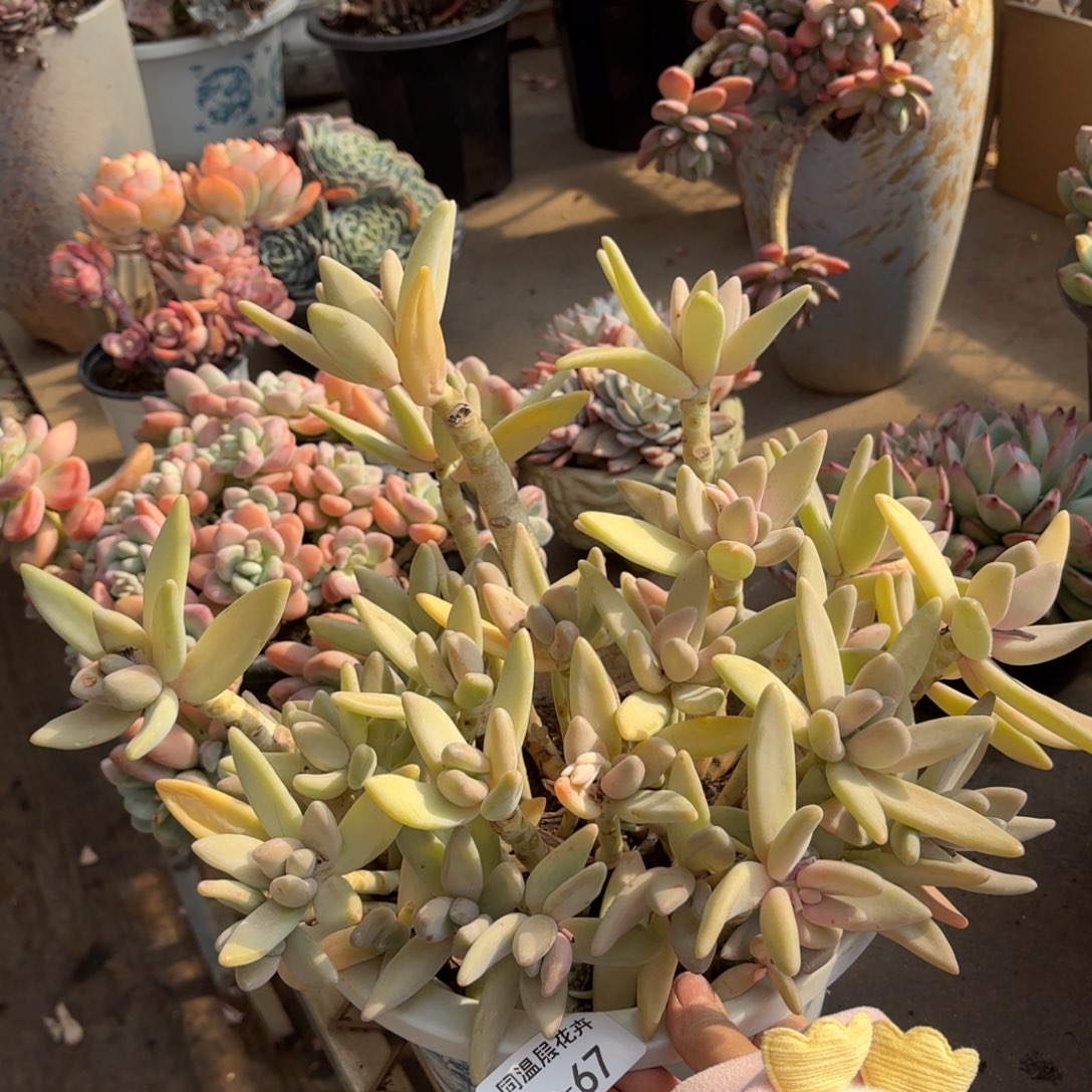 同温层多肉香蕉美人67