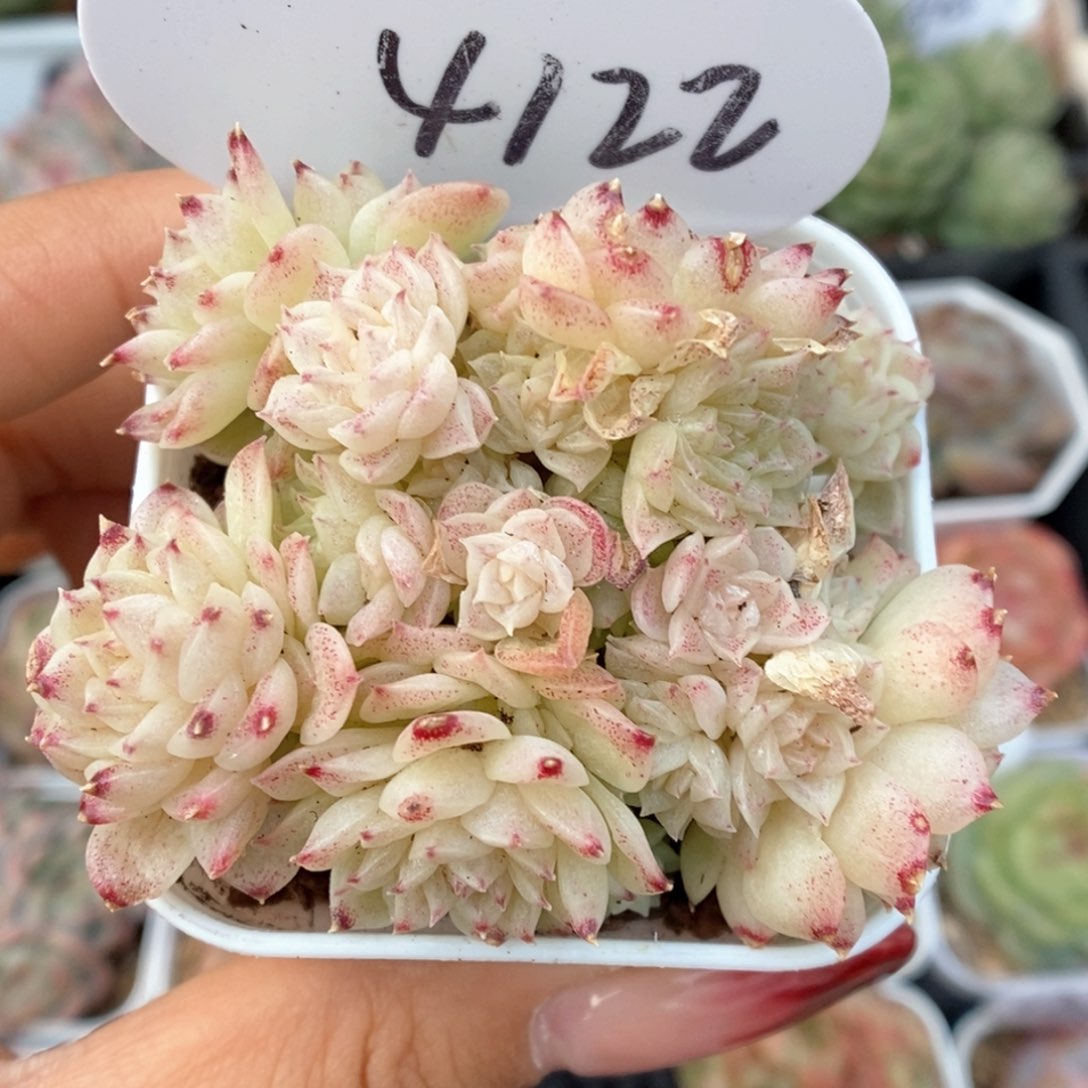 麦杆群生可拍4122号。