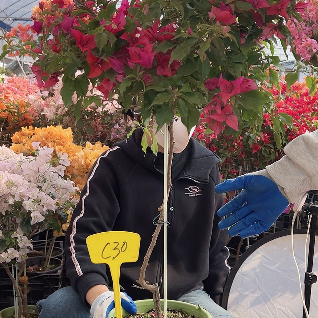 路***路大部分花苞少量开放C30紫桑巴