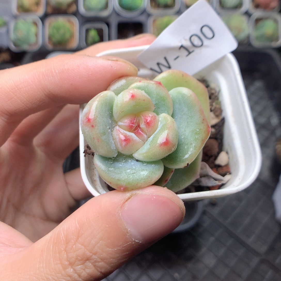 无花朵W100英语英语英语英语