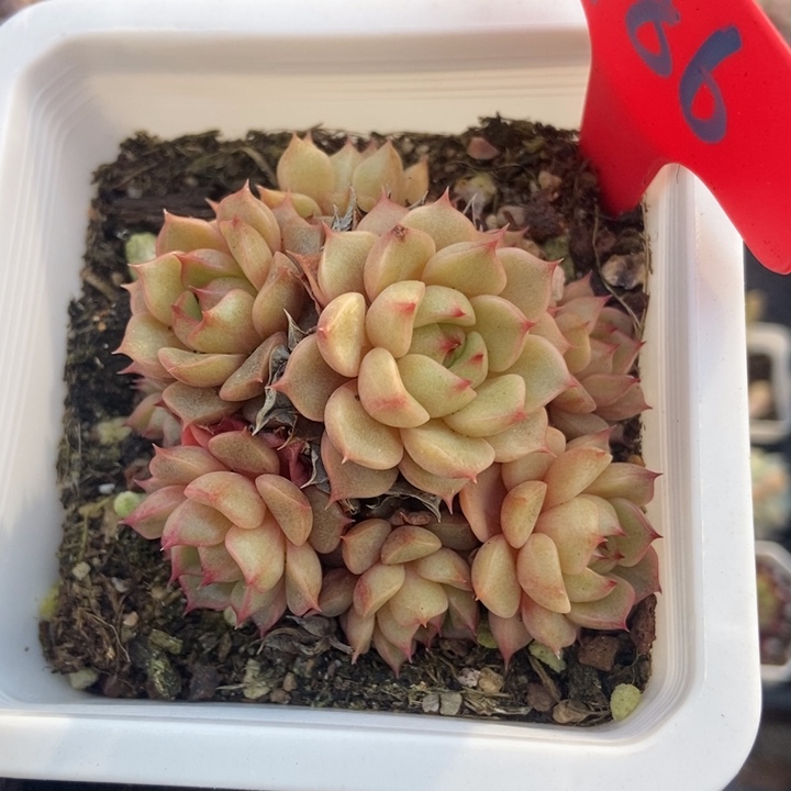 986笨吧多肉植物保护