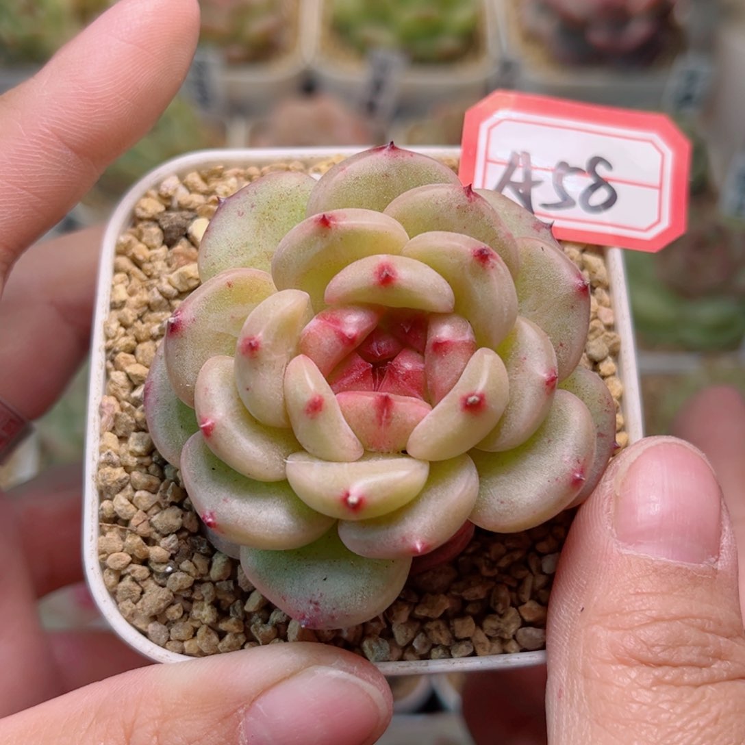 A58一物一拍 小酒窝