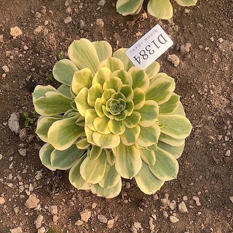 1384迈巴赫多肉法师