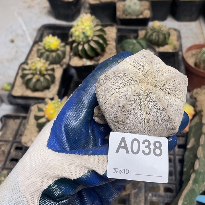 仙人球恩中38号一个