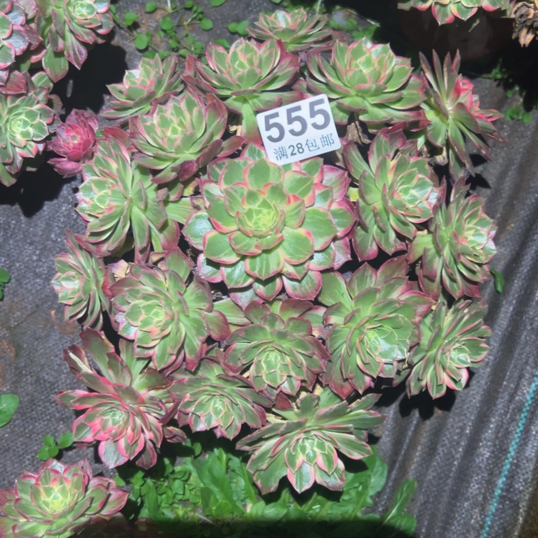 多肉植物555脱土的