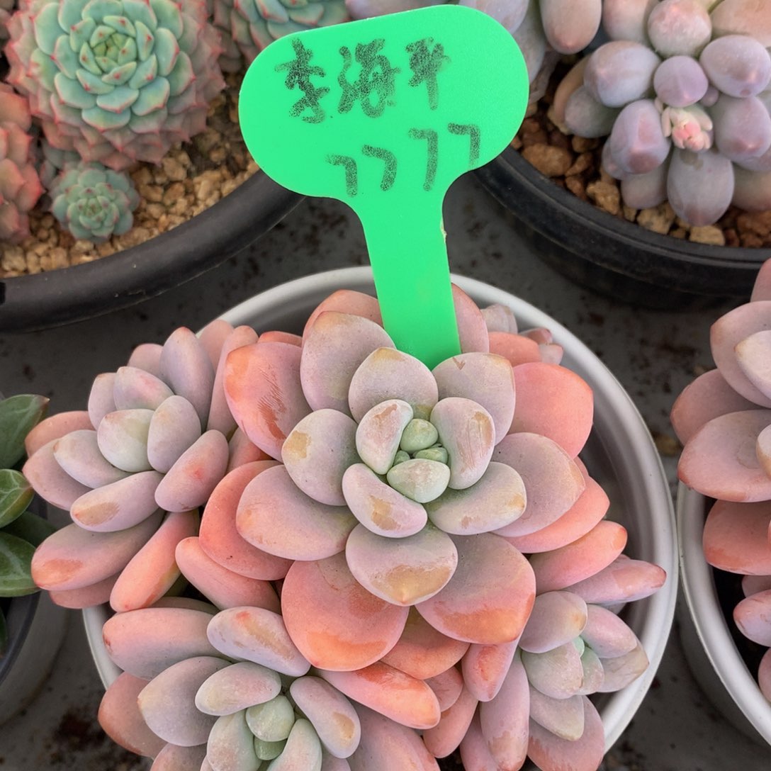 红洛神2626262626626262