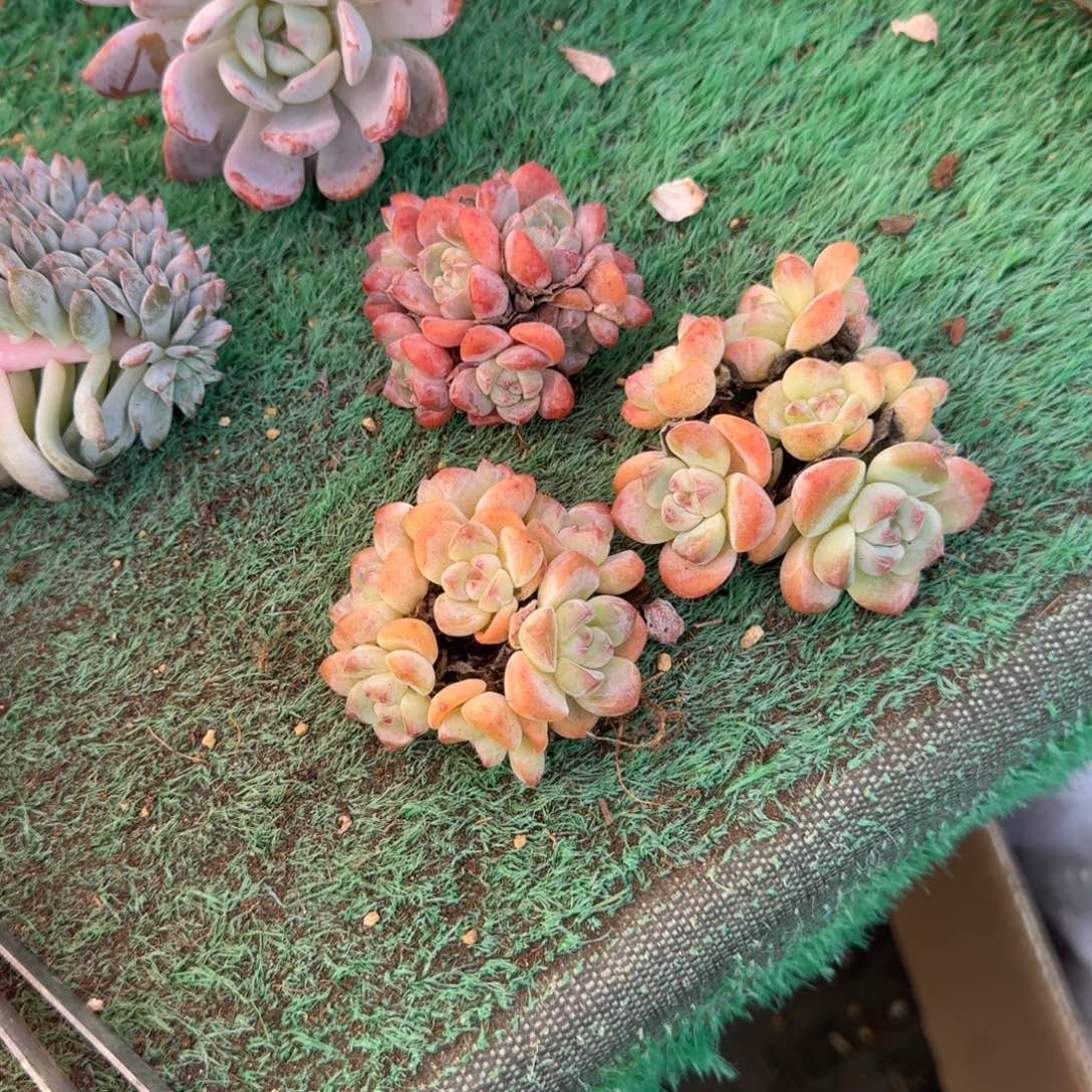 冰玉无砍7头8头无砍3颗