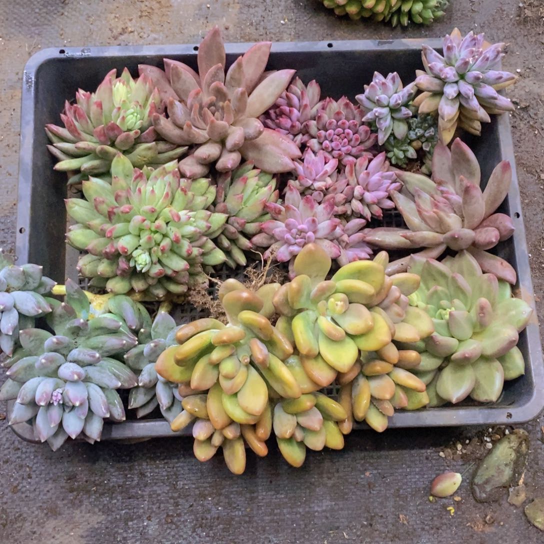 存***姐多肉植物多肉植物