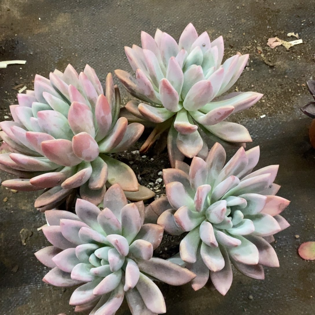 奥普琳娜四大头起发，230杯