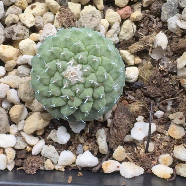 菊水实生仙人球。 