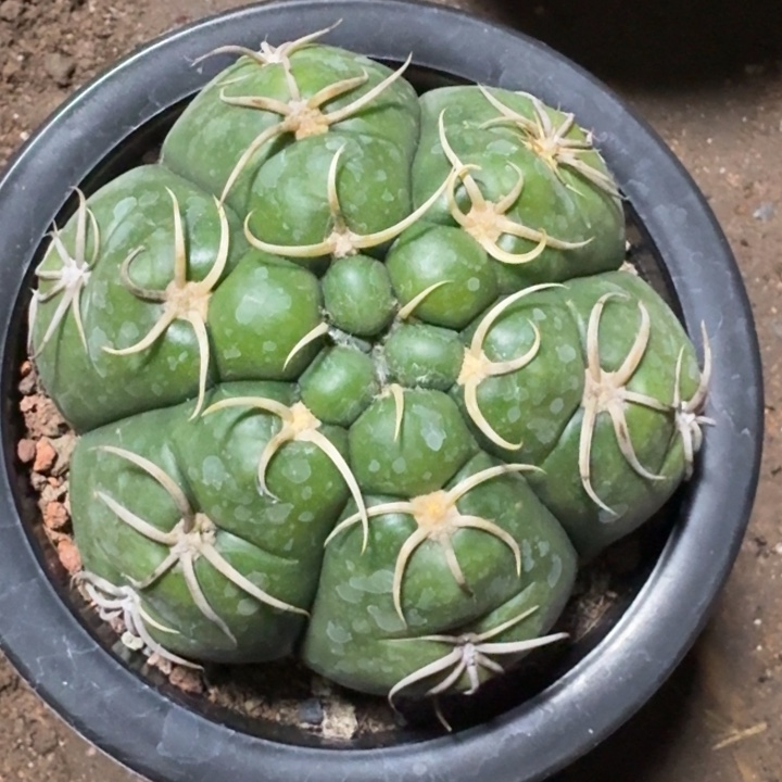 无花朵高木海王实生可带盆