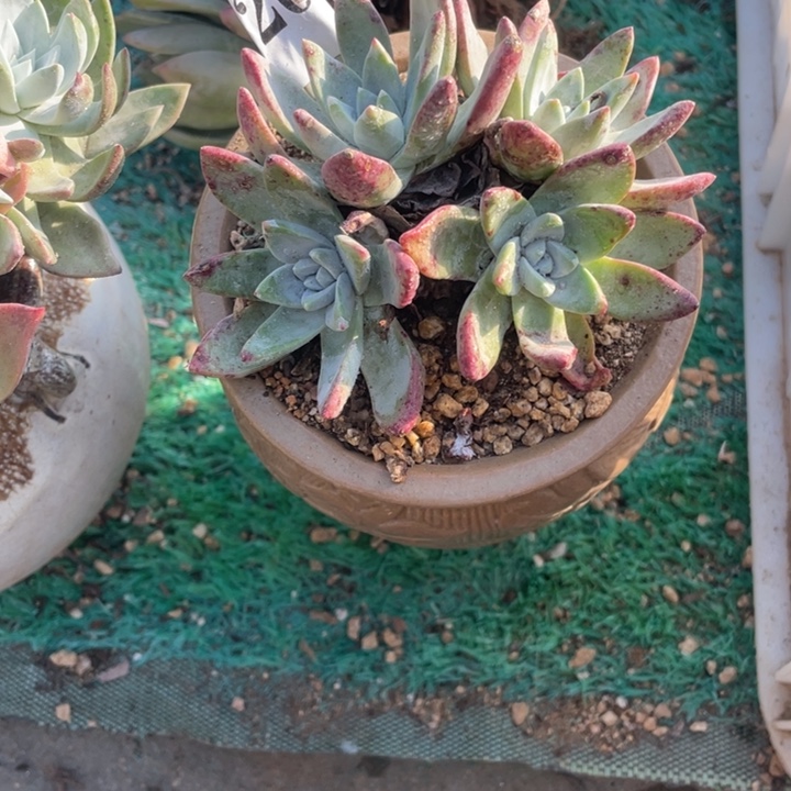 ****Q20号泡芙苹果叶杂交多肉植物