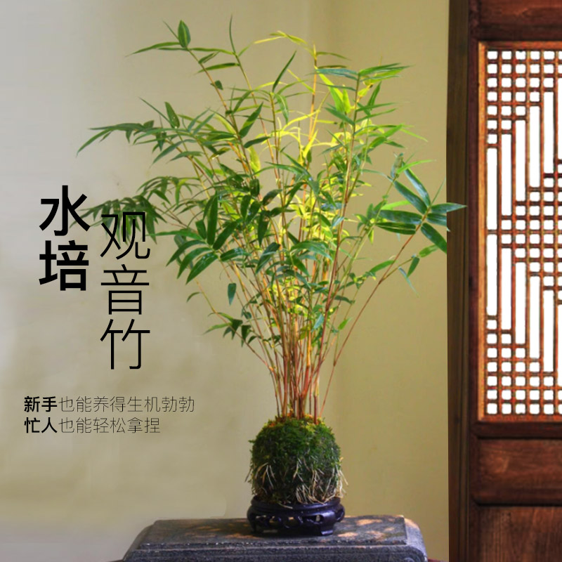 红观音竹苔藓球茶台桌席办公桌绿植盆栽植物室内竹盆景