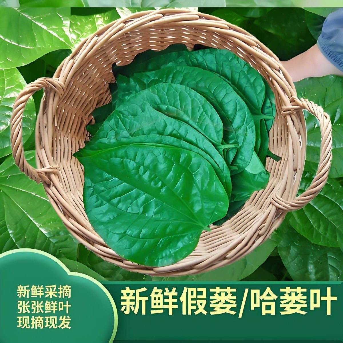 【顺丰空运】海南新鲜现摘新鲜独立包装假蒌叶蛤蒌叶捞叶