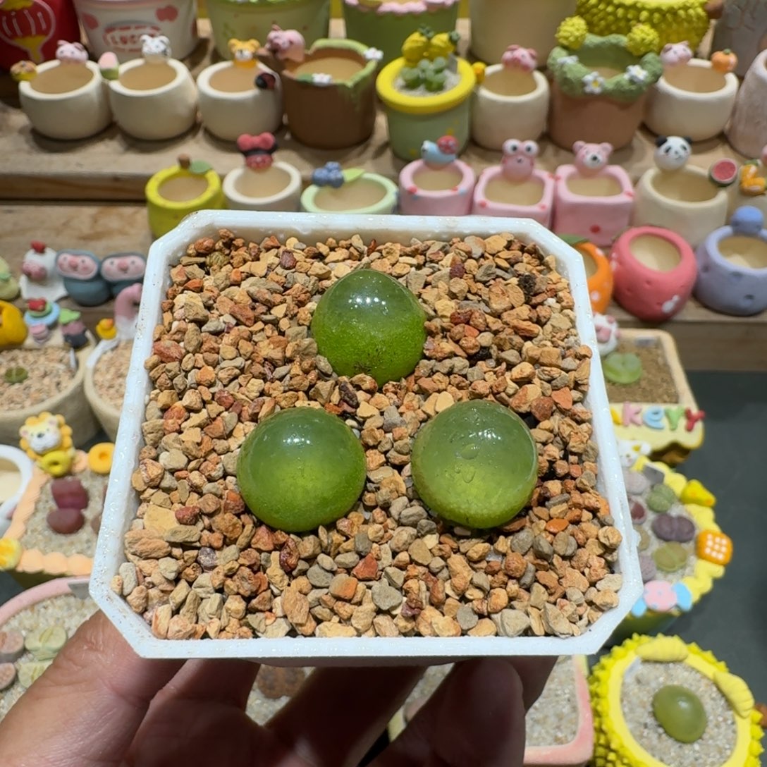 月***～蘑菇1189灯泡多肉植物