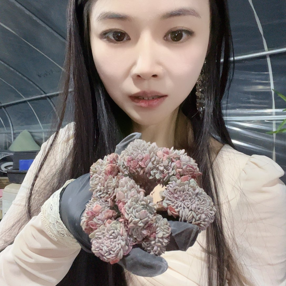 多肉植物一物一拍