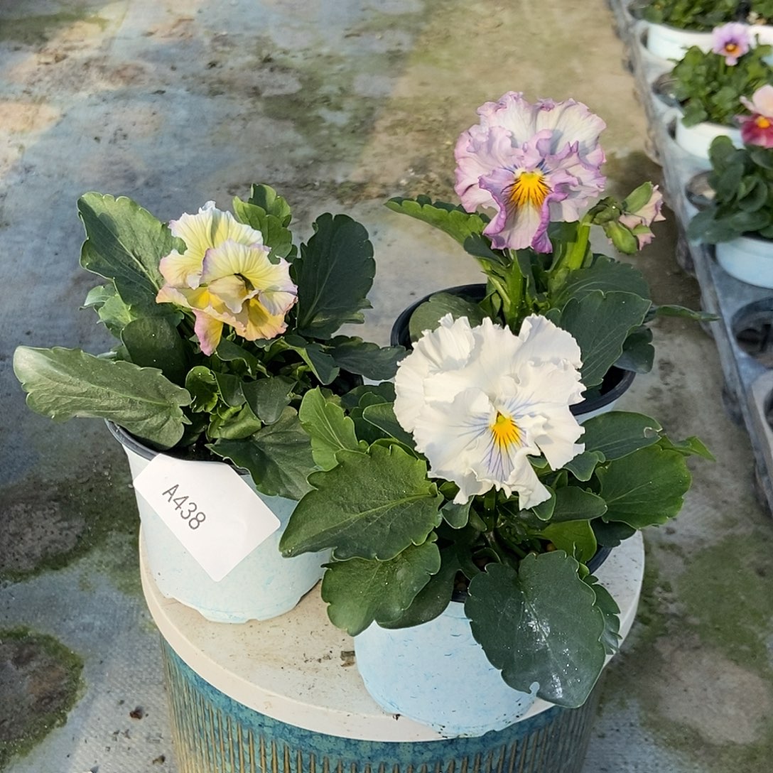 大部分花苞少量开放