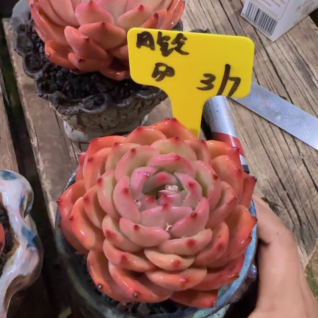 风铃多肉植物多肉植物