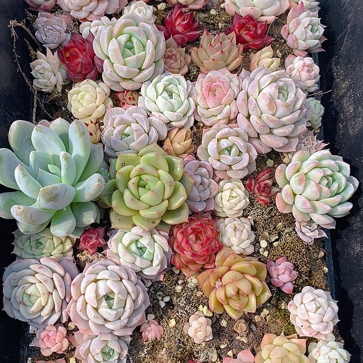 22 多肉植物盆栽花卉植物