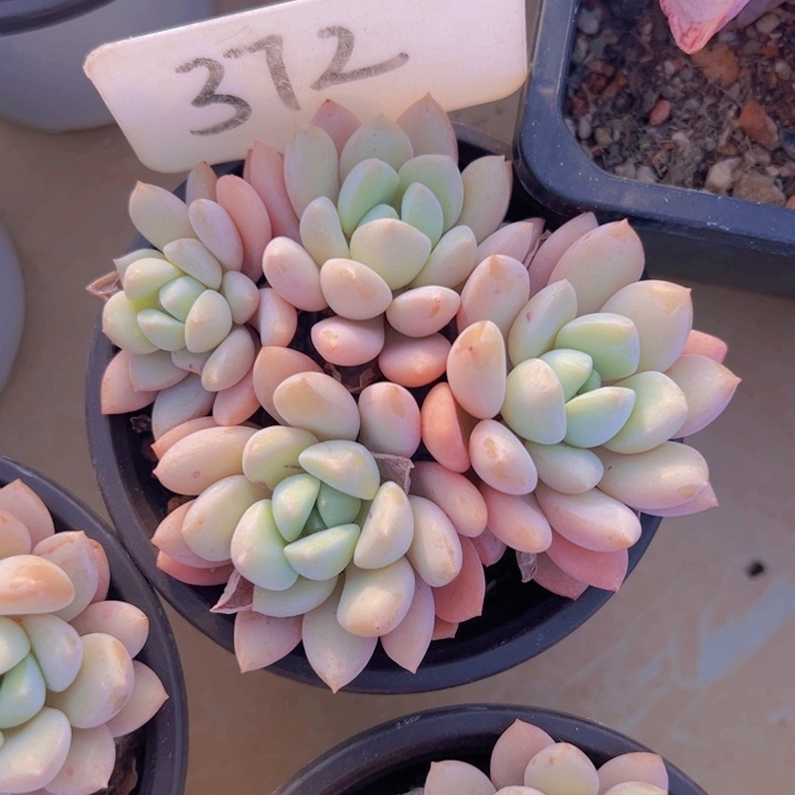 健健康康平平安安