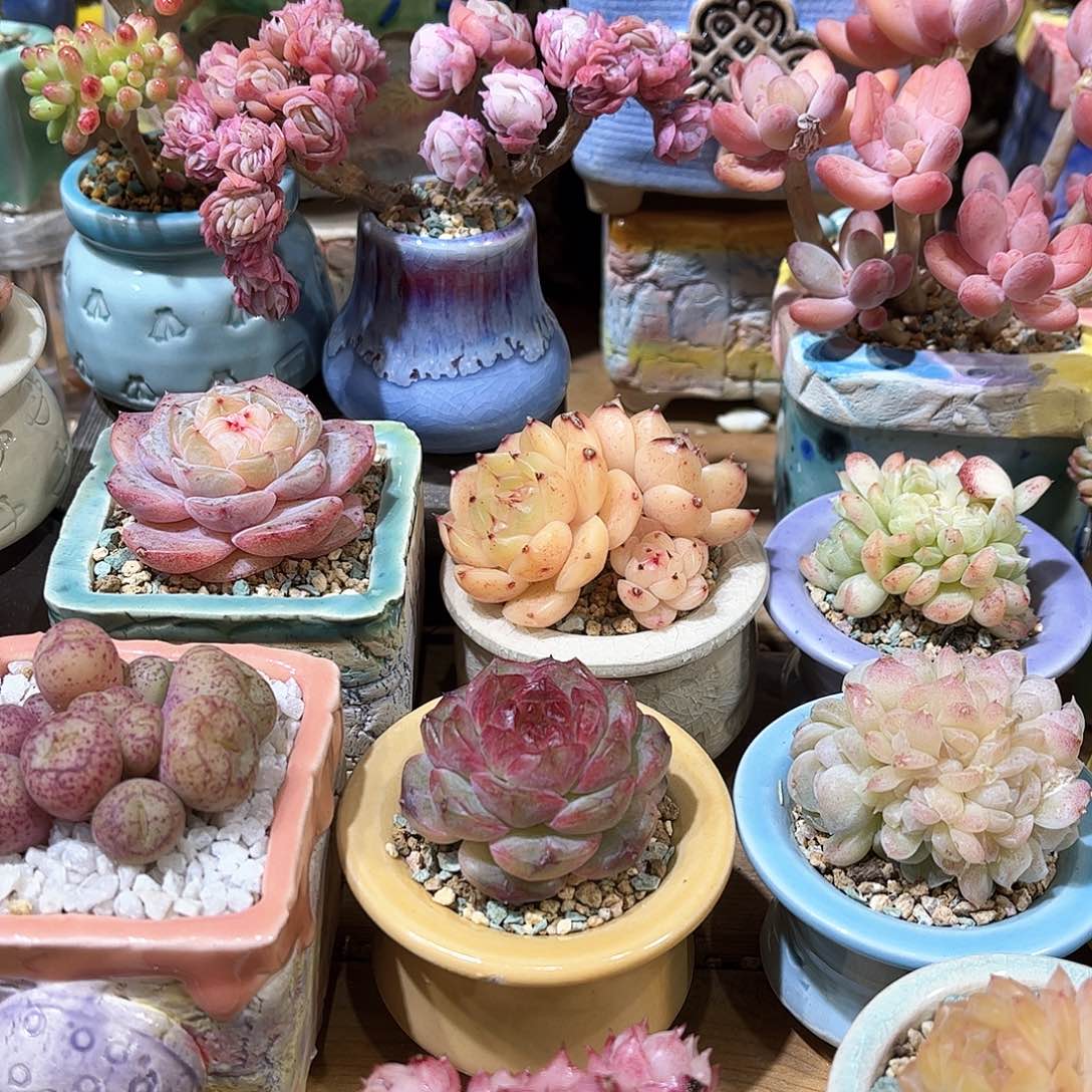 漫*淘含盆含土发货 30包邮偏远除外