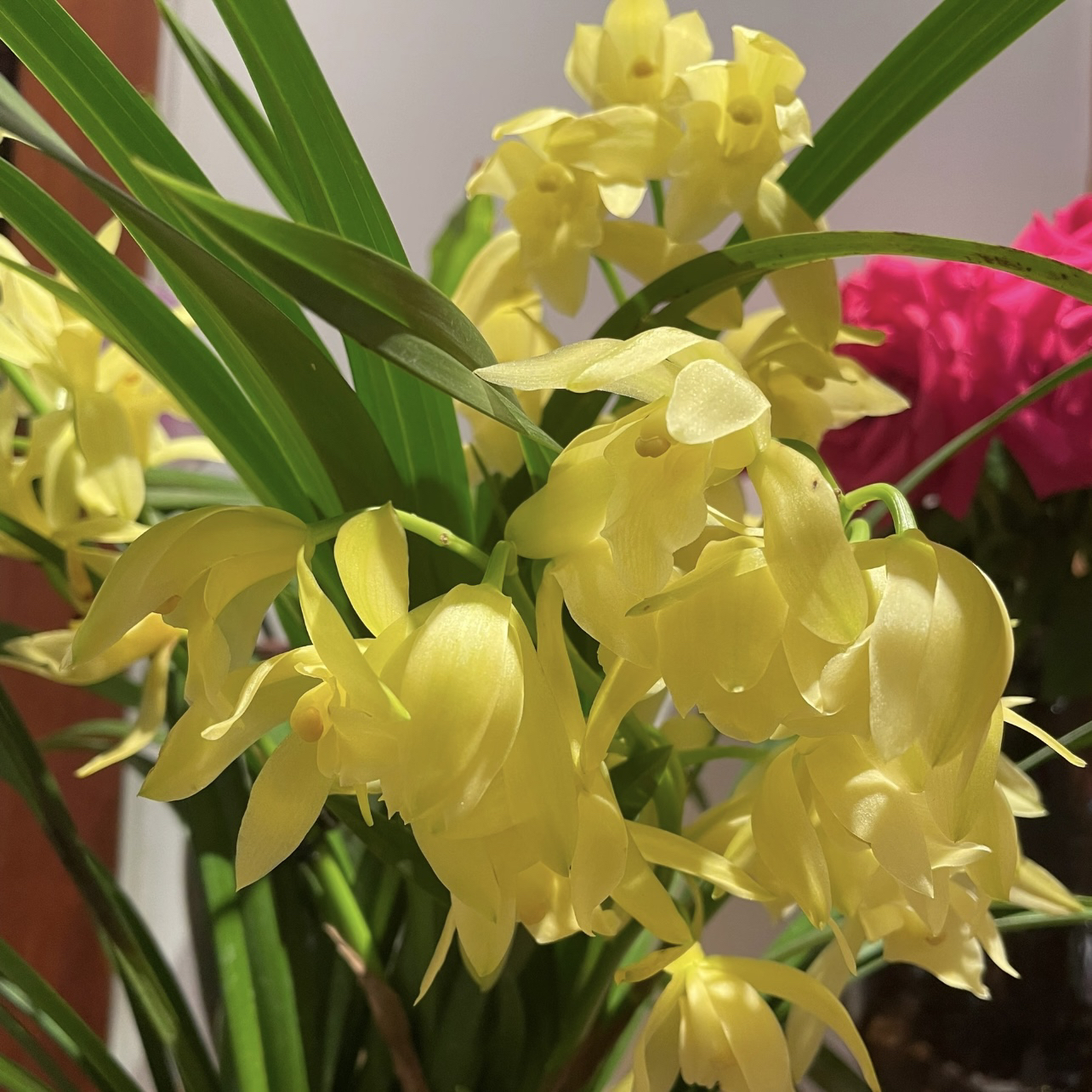 小神童大花蕙兰苗盆栽室内外好养盆栽四季开花