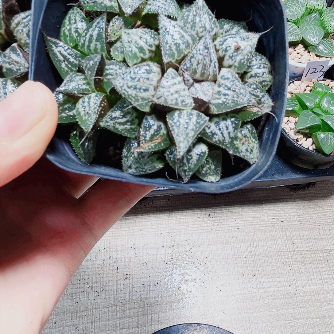雪景色多肉植物66666