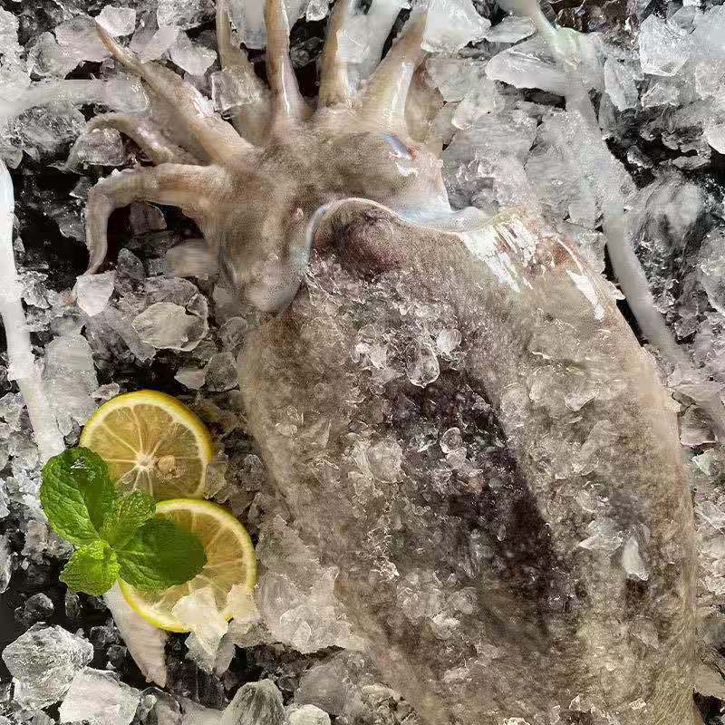 【现场现称】东海新鲜大墨鱼 乌贼直发不泡水3斤-10斤现拍链接1