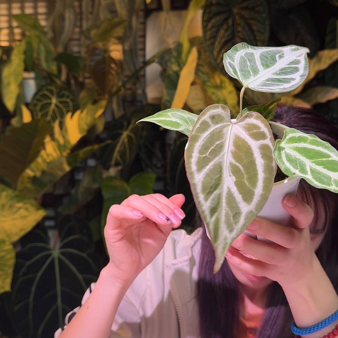 完全开放P64撕裂银虎杂skg