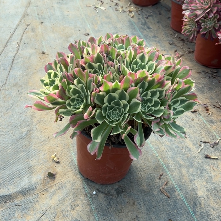 22白凤多肉多肉多肉