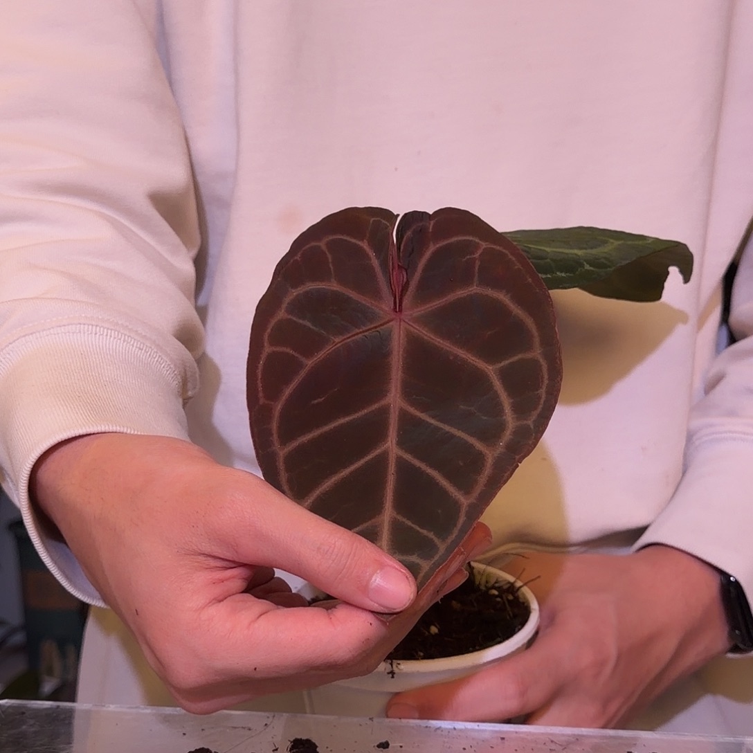 完全开放F824红水晶F2杂华丽