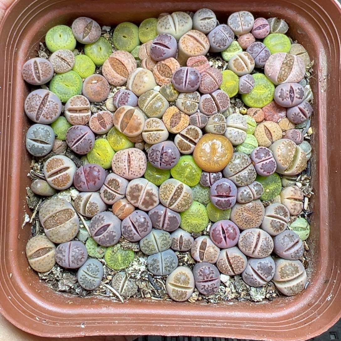 【闪购商品】599……