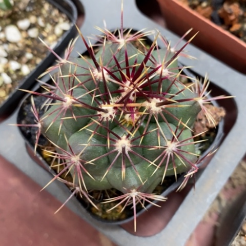 密刺大统领4仙人球