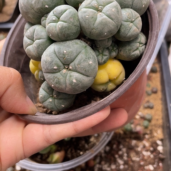 莱*师嫁接大草球一颗
