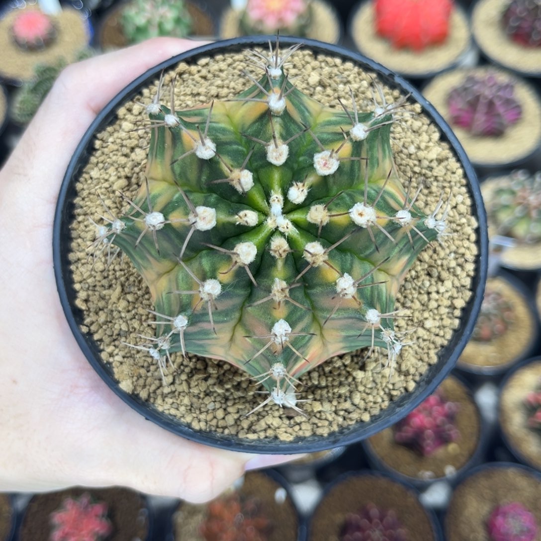 全品泰系实生根——————-