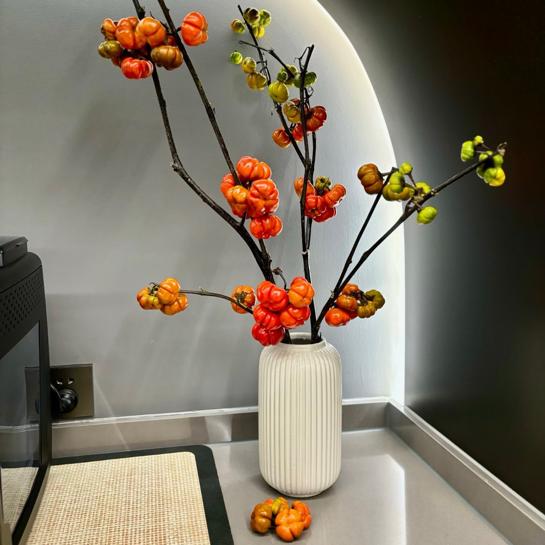 【小南瓜鲜花好养室内装饰观赏的鲜切花】云南基地直供花材可做干花