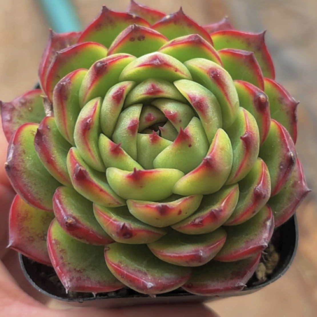 多肉月亮石（满12.9包邮）