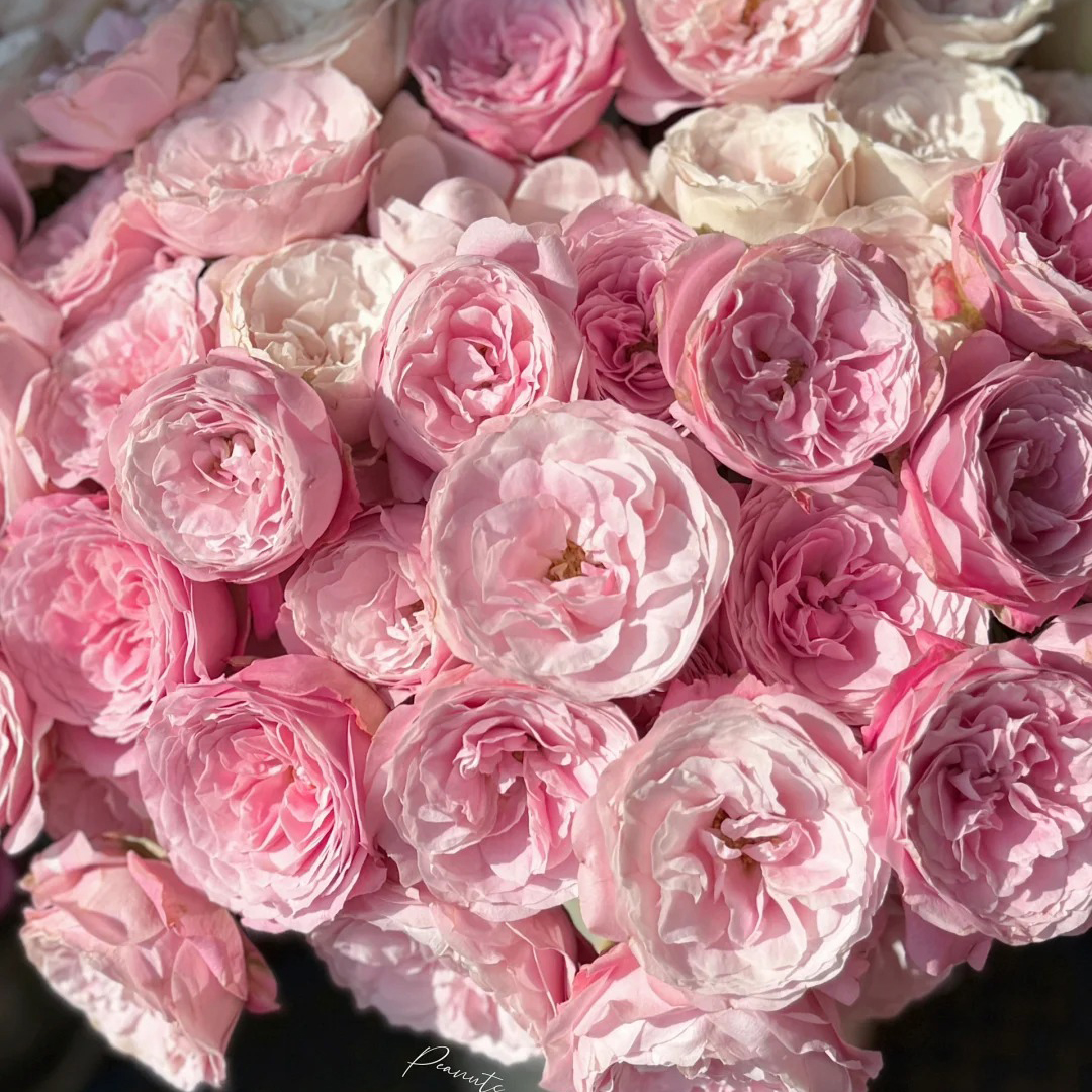 七叶花坊#多头玫瑰 【红仙子之吻】 云南品质鲜花优选 顺丰包邮