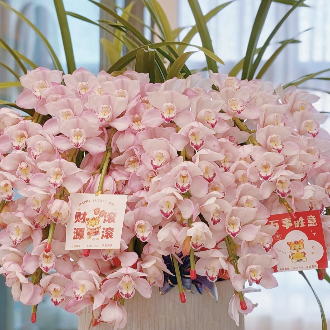 【尚品】粉色大花蕙兰年宵花带花剑，室内好养的兰花盆栽