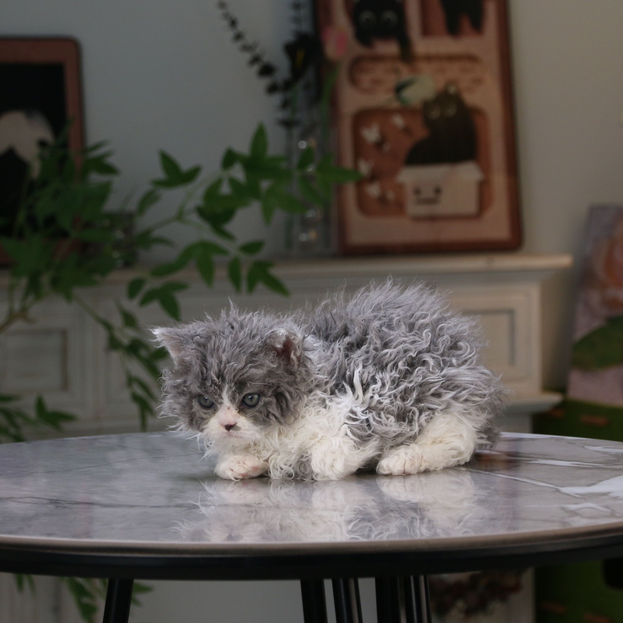 赛尔凯克卷毛猫活体猫咪蓝白弟弟
