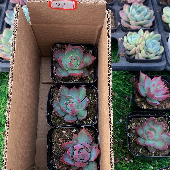 A127惊鸿仙子多肉