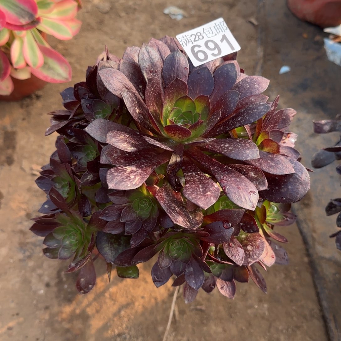 黑魔多肉691满28包邮断枝不包