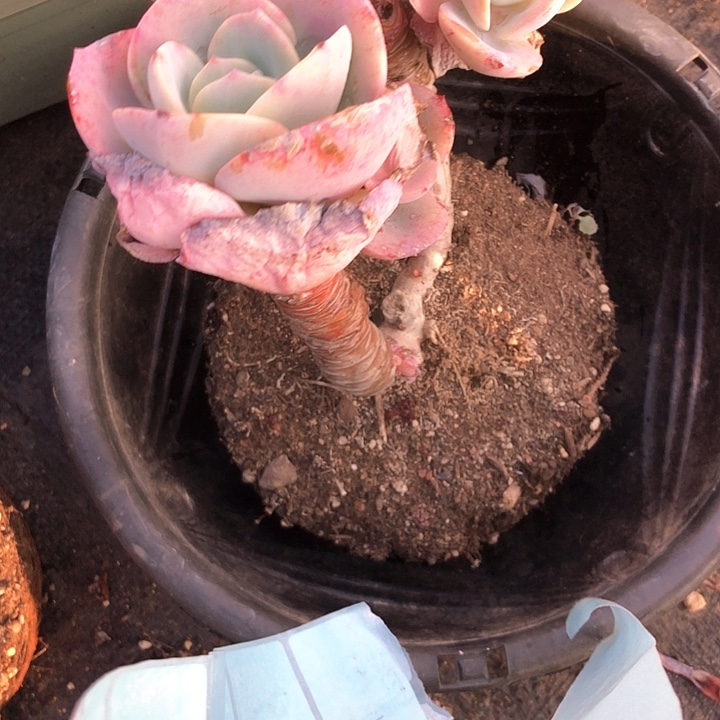 流*?85////////////////