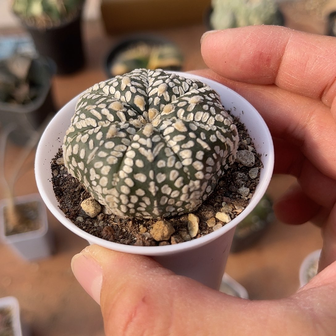 实生V字海星兜一物一拍