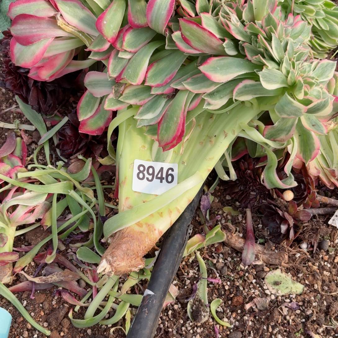 嗯8946 号多肉法师特价没有根