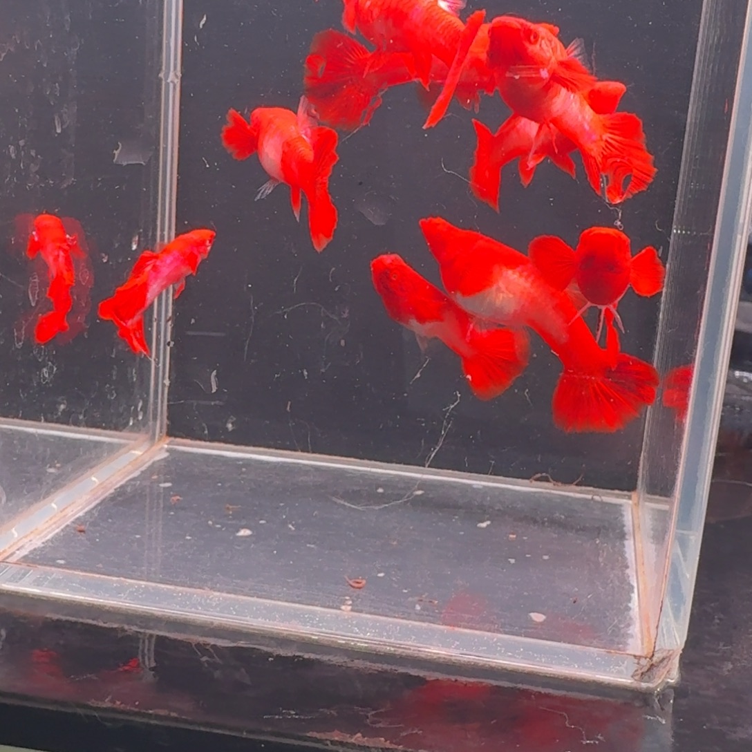 孔雀鱼瑕疵双分水2公8母 不死不包损